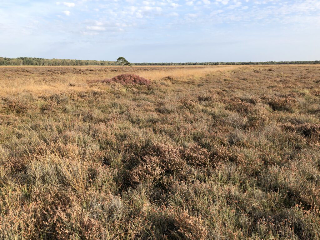 Hochmoore, Moorschutz