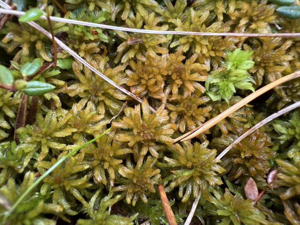 Sphagnum lindbergii