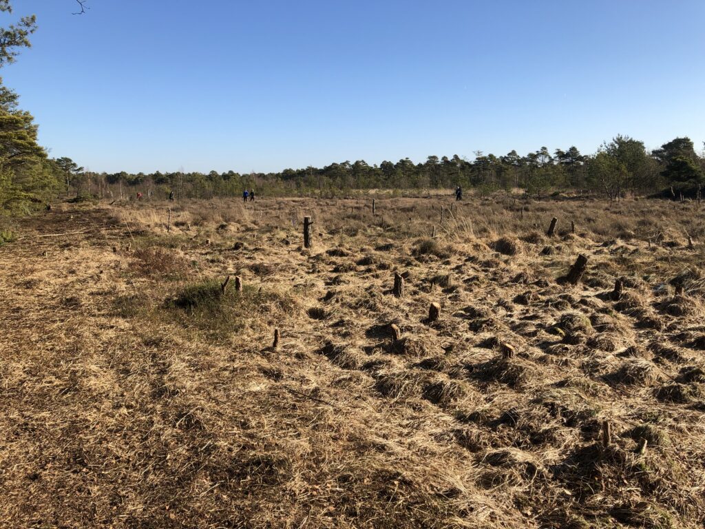 Hochmoore, Moorschutz