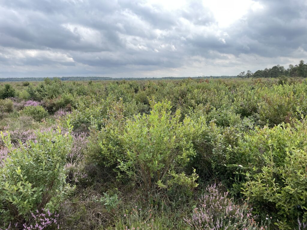 Kulturheidelbeere Bissendorfer Moor