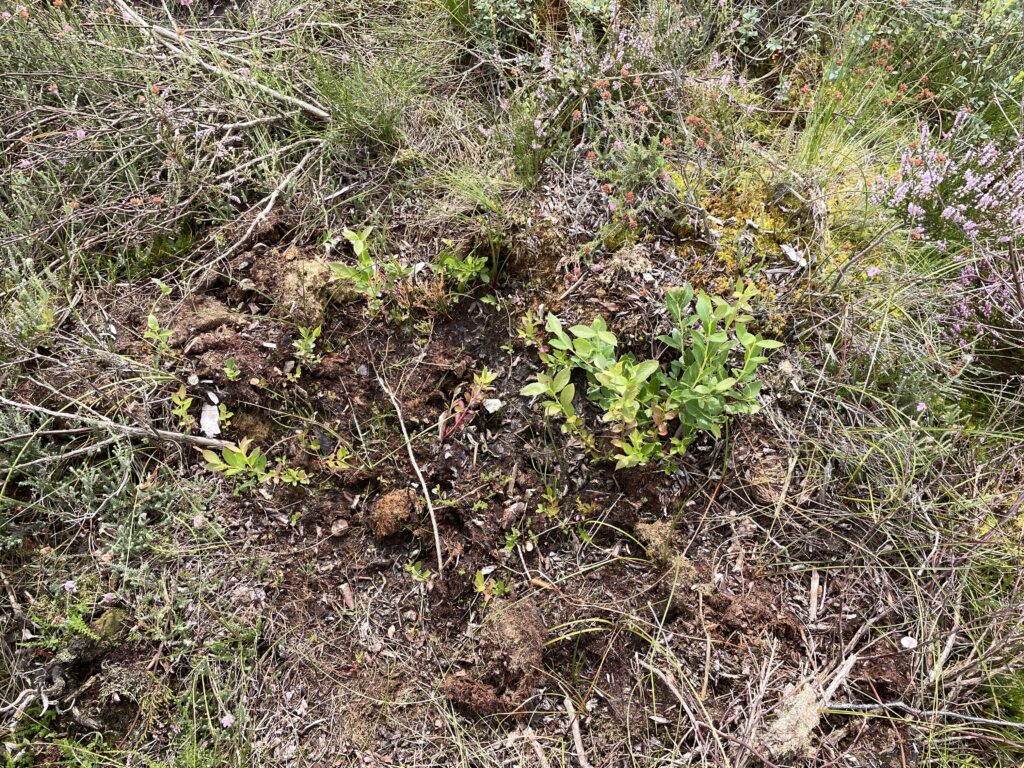 Kulturheidelbeere Neuaustrieb