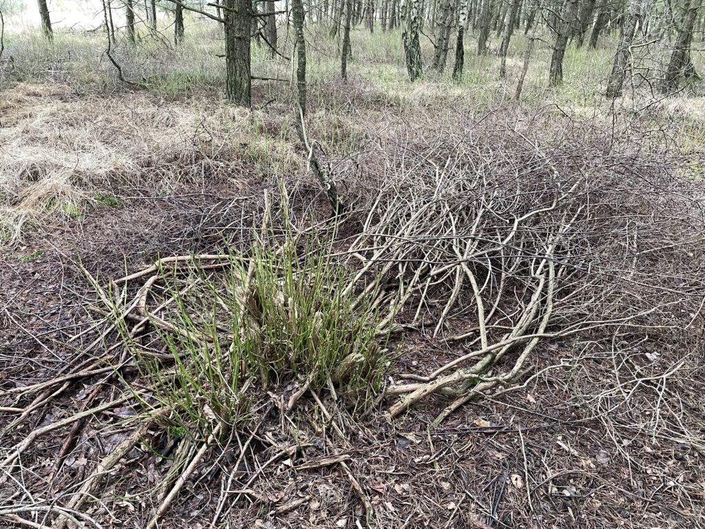 Kulturheidelbeer Neuaustrieb