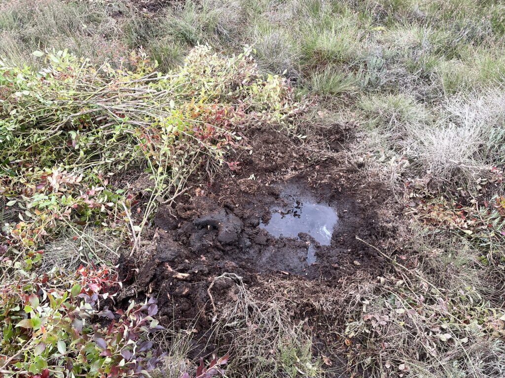 Kulturheidelbeere Freischneider