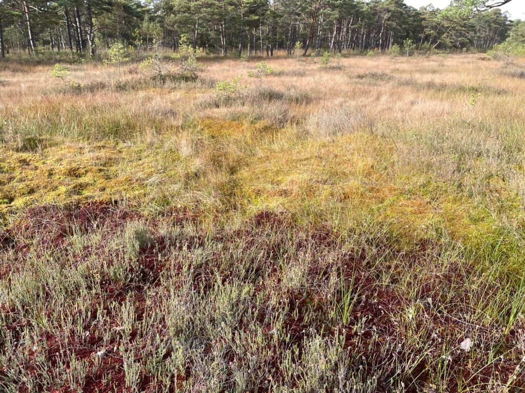 Hochmoore, Moorschutz