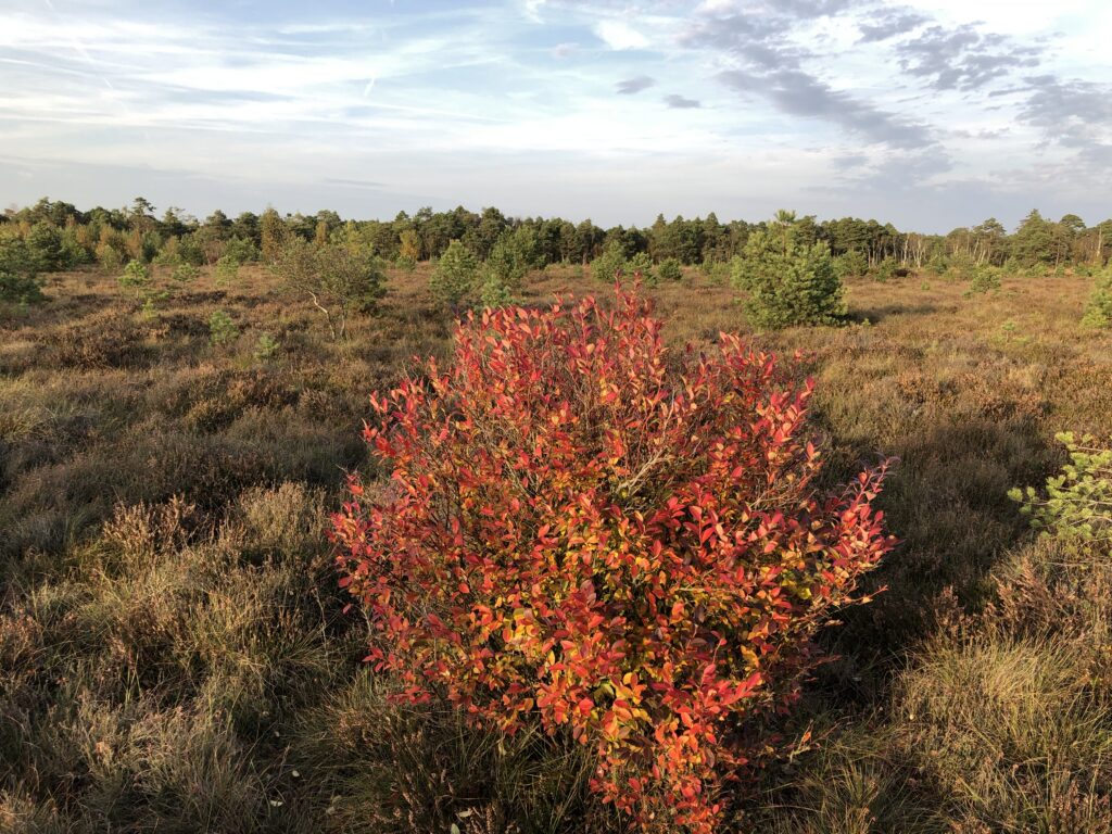 Kulturheidelbeere Herbstfärbung