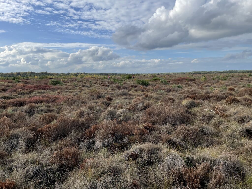 Bissendorfer Moor