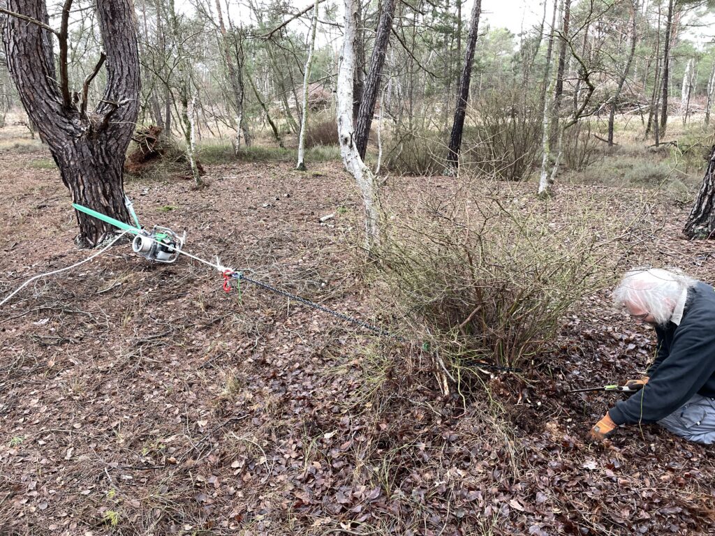 Kulturheidelbeere Seilwinde