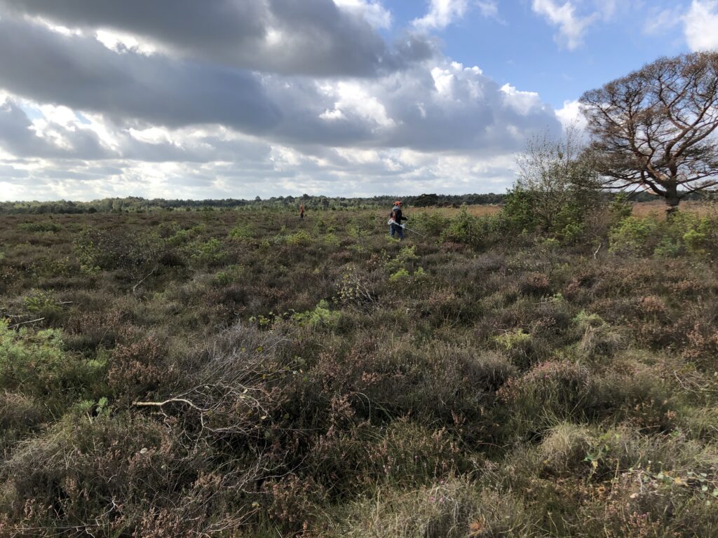 Moorpflege, Hochmoore, Moorschutz