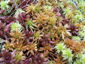 Bunter Mischrasen mit Sphagnum pulchrum