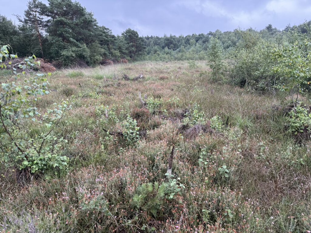 Altwarmbüchener Moor