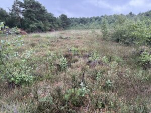 Altwarmbüchener Moor